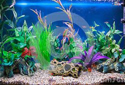 Selecting the right Tropical Aquarium Fish Tank