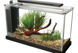 Fish For Your 5 Gallon Fish Tank