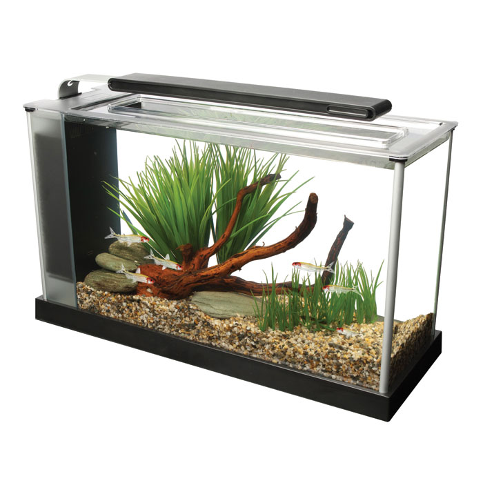 Fish For Your 5 Gallon Fish Tank