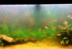 What Causes A Cloudy Fish Tank