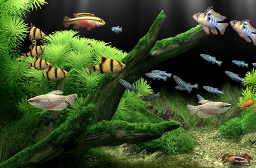 Choosing Your Aquarium Freshwater Fish