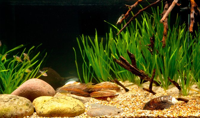 Resources for Biotope Aquaria: plants by continent of origin