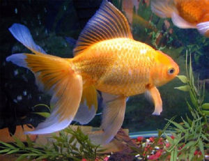 Caring For Gold Fish