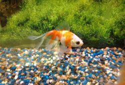 Caring For Gold Fish Differs From Breeding Them