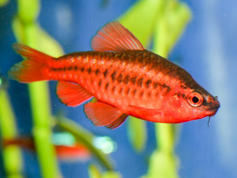 Conservation status of the Cherry Barb