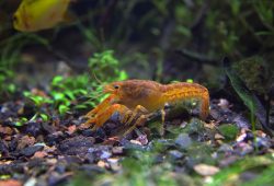 Crayfish In Your Aquarium