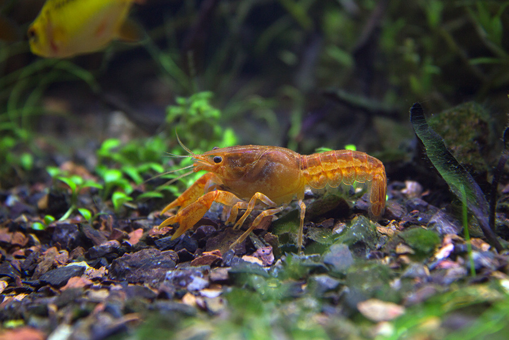 Crayfish In Your Aquarium
