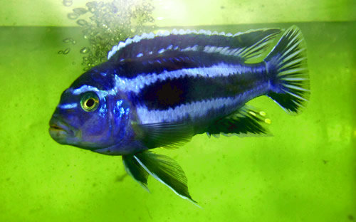 Electric Blue Cichlid – Proper Care and Feeding