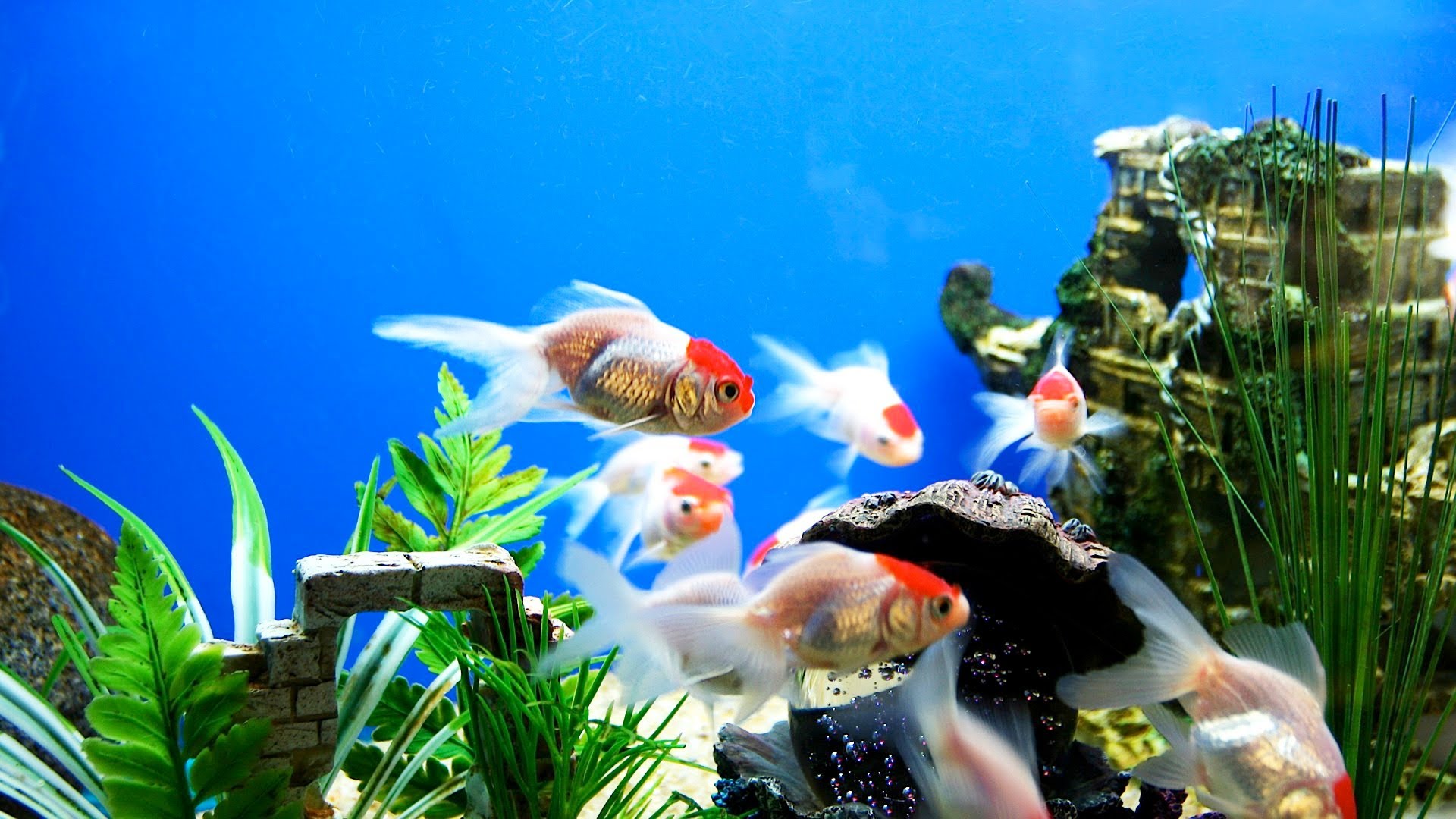 What to Look For in a Good Fish Store