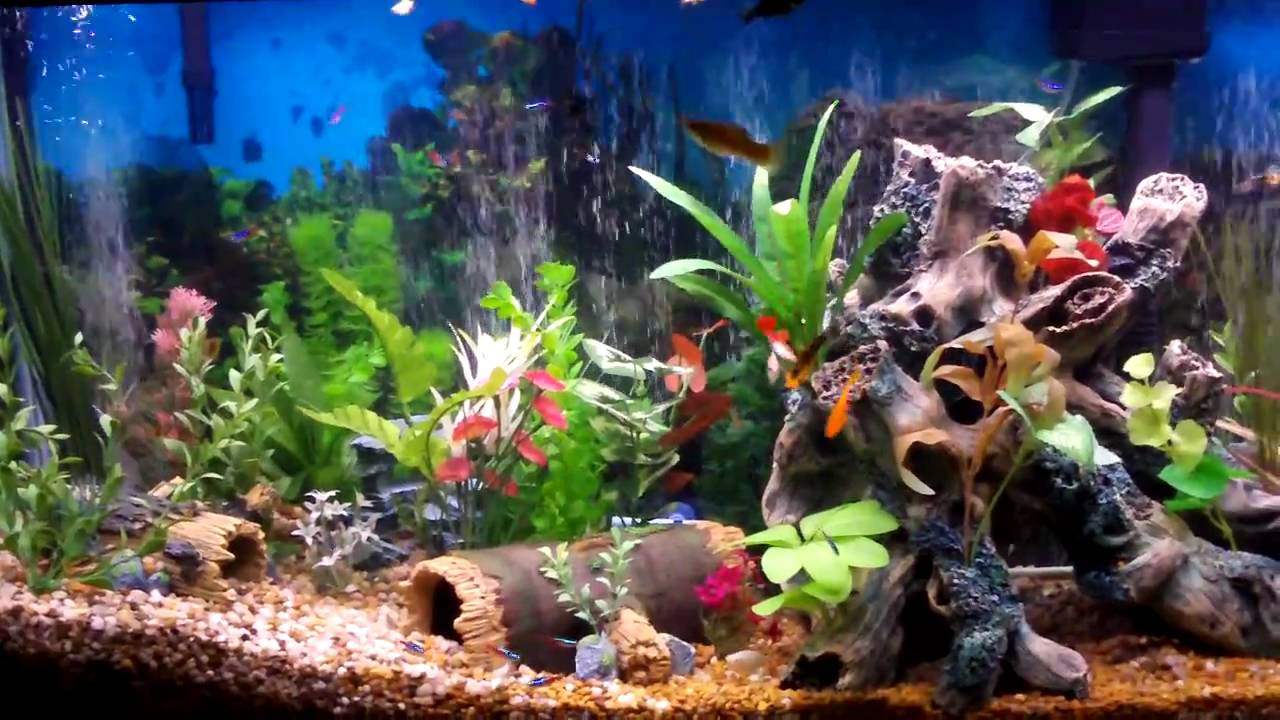Setting Up A Fish Tank