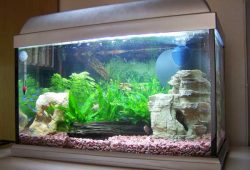 Fish Tank Aquarium Problems – No 1 Sudden Fish Deaths