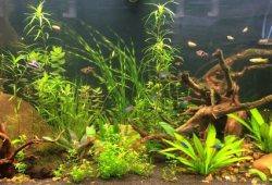 Fish Tank Aquarium Problems – No 2 Cloudiness