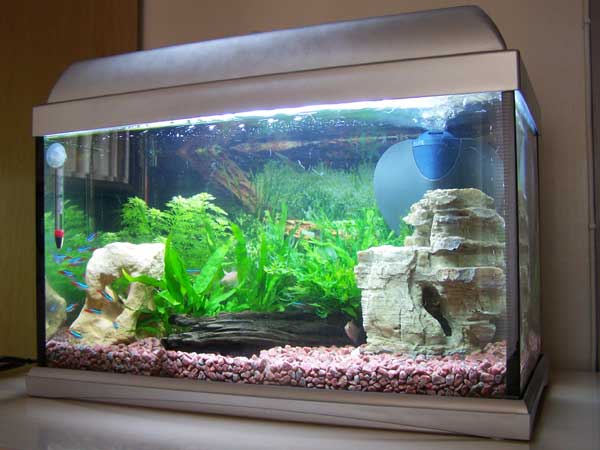Fish Tank Aquarium Problems