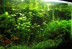 Fish Tank pH: Is It Really That Important?
