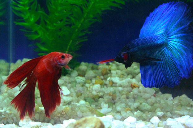 Fish That Can Live With Your Betta
