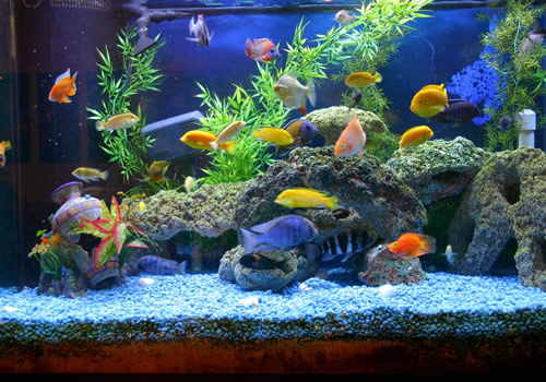 What to do When Moving House and Unable to Take Your Fish