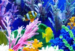 Fish Tank Decorations: Safety