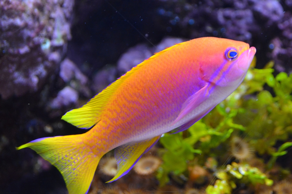Freshwater Aquarium Fish. Some Information On Subject