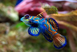 Selecting and Acclimating your Freshwater Tropical Fish