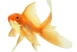 A Brief Guide To Caring For Gold Fish
