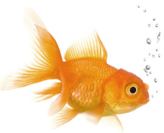 Keep Your Hands To Yourselves When Caring For Gold Fish