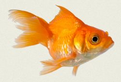 Caring For Gold Fish Is The Secret To Longevity