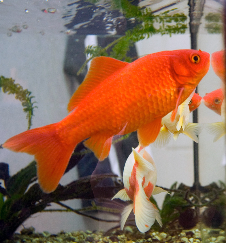Caring For Gold Fish By Depriving Them Of Food
