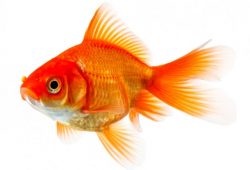 Goldfish Ailments