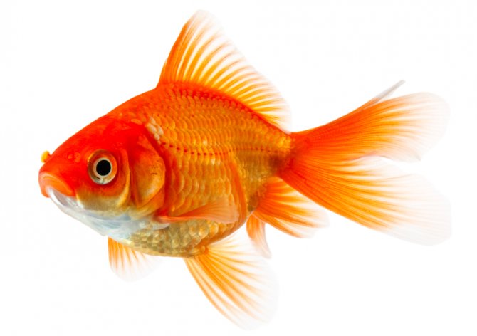 Goldfish Ailments
