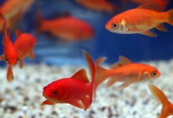 Goldfish Reproduction