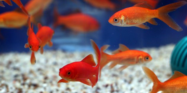 Goldfish Reproduction