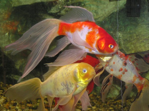 Pond Fish: Goldfish and Koi. Some Useful Information