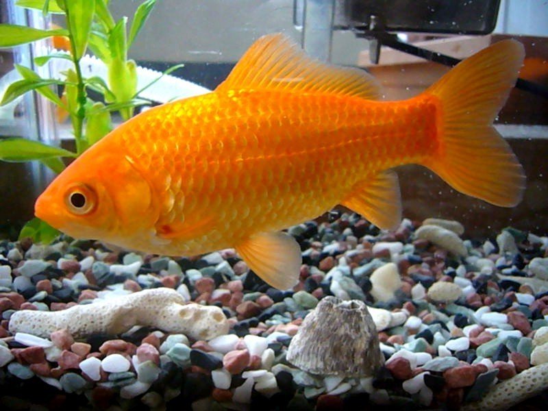 Goldfish Illness