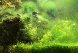 How To Control Hair Algae In Fish Tanks