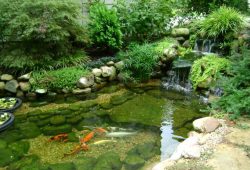 Protecting Your Koi Fish with The Right Treatment