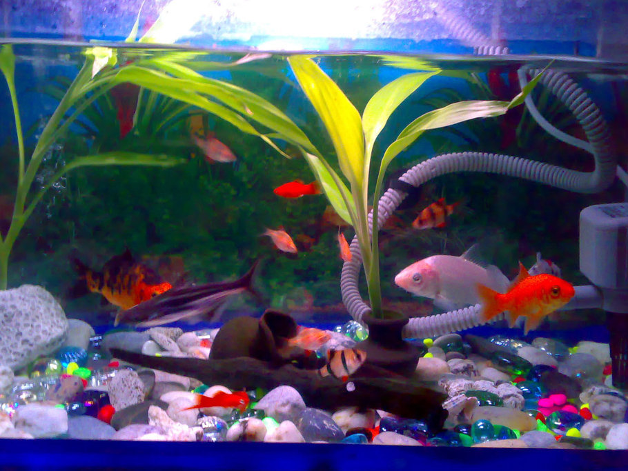 Koi Fish Tank