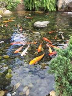 A Pond Made for a Koi Fish