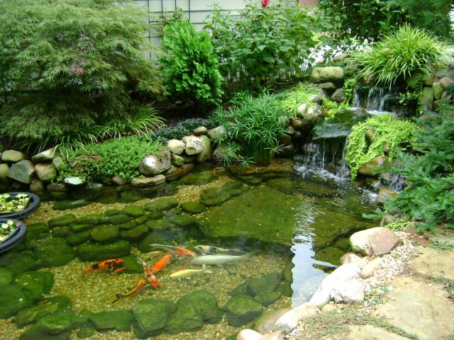 Protecting Your Koi Fish with The Right Treatment