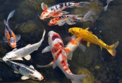 Some Common Maintenance Requirements For Your Koi Pond