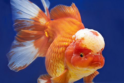 lionhead goldfish ile ilgili görsel sonucu