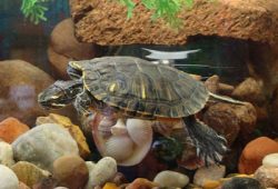 Are Pet Turtles the Right Choice for You?