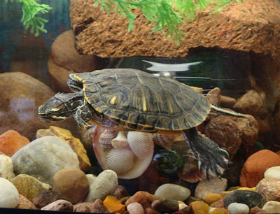 Are Pet Turtles the Right Choice for You