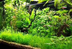 Are Plants For Aquarium Really That Necessary?