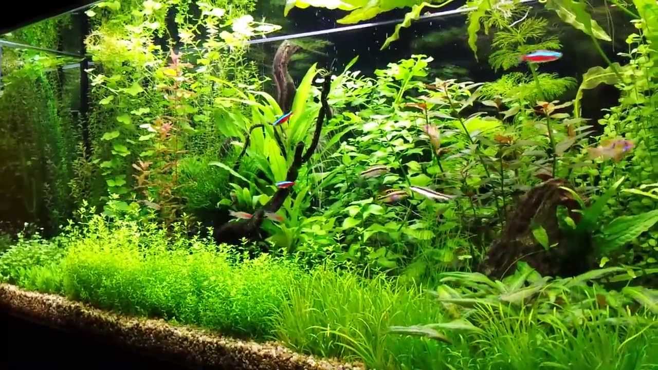 Are Plants For Aquarium Really That Necessary? Some Useful