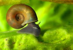 Pet or Pest? Pond Snails in the Tropical Aquarium