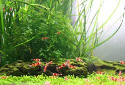 Shrimp, Snails, Crayfish and Other Invertebrates for the Freshwater Aquarium and Goldfish Bowl