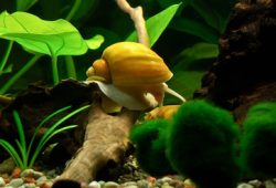 Get Rid Of Snails In Fish Tank Naturally