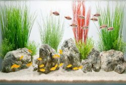 Stylish Glass Fish Tank