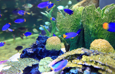 Tropical fish species: how to pick what’s right for you