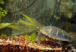 Turtle Tank Setup Guide